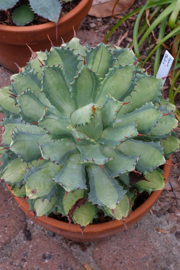 Agave isthmensis 'Becky' @ PDN/JLBG (Avent) - origin unknown; quite different from other Agave potatorum forms with narrower, but thicker leaves