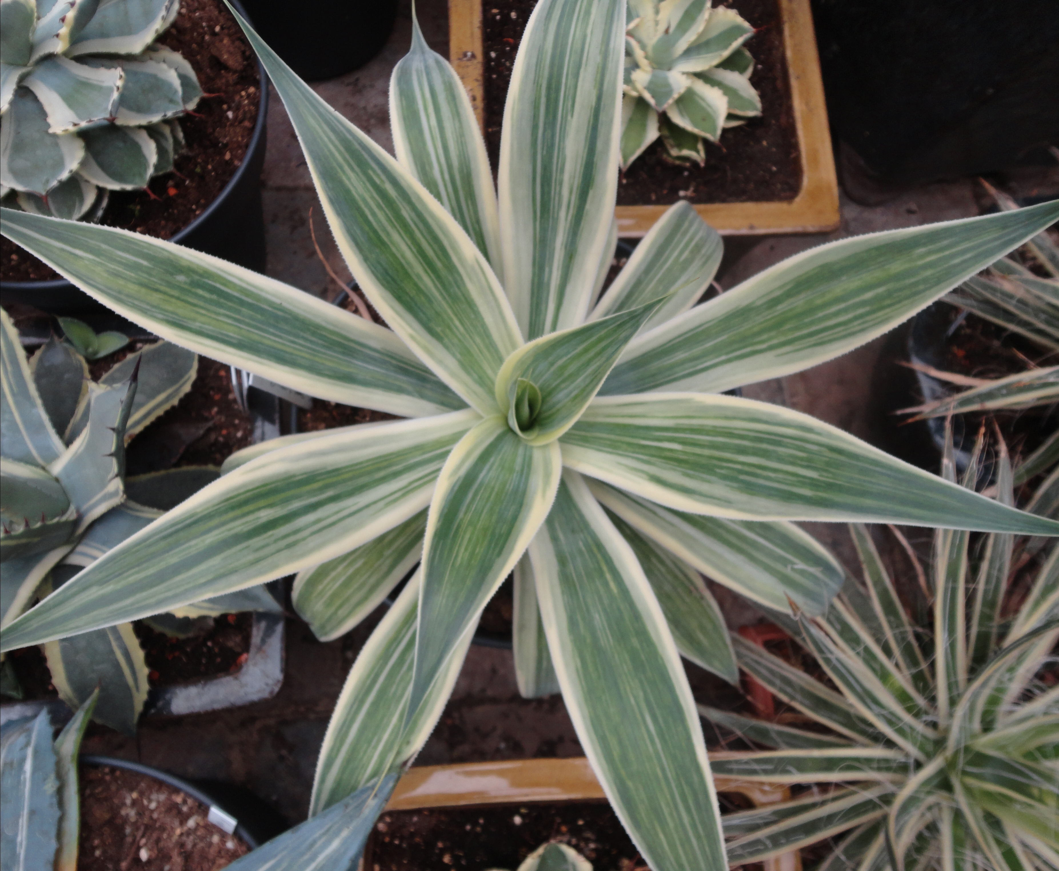 Agave 'Eruption' @ Jos van Roosbroeck Gdn., Belgium (S. van Dort) A streaked sport of Agave 'Blue Flame'