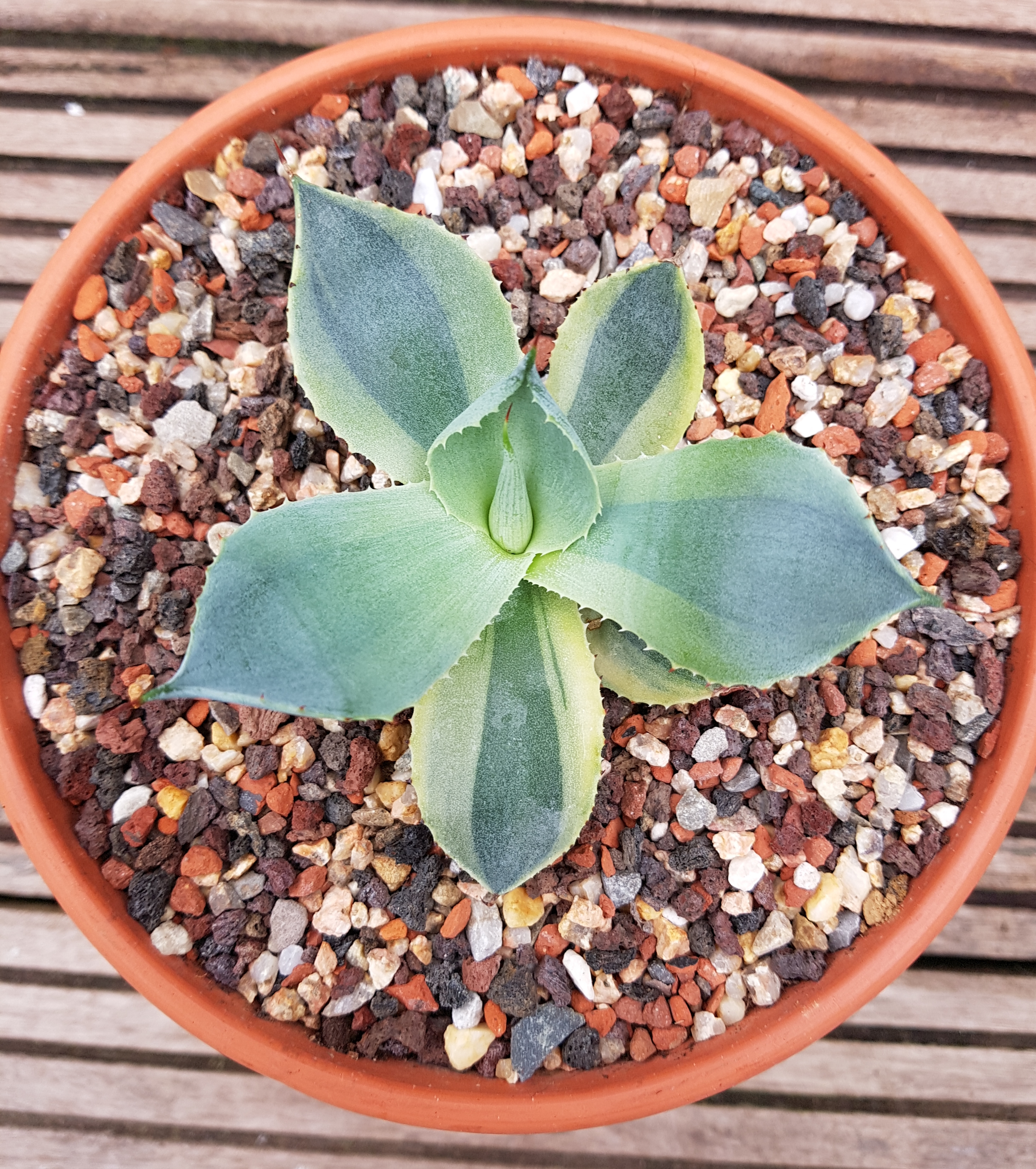 Agave 'Butterfly' @ Holland (S. van Dort) A sport of Agave 'Tradewinds'