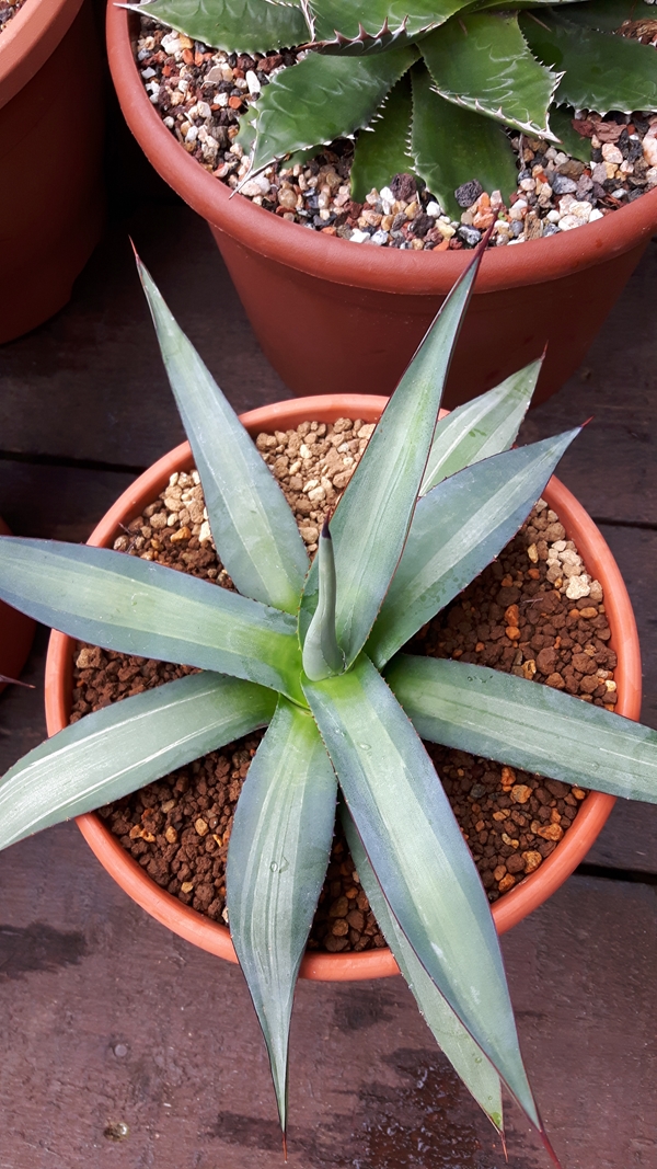 Agave 'Chalk Stripe' @ Holland (S. van Dort) A sport of Agave 'Burnt Burgundy'