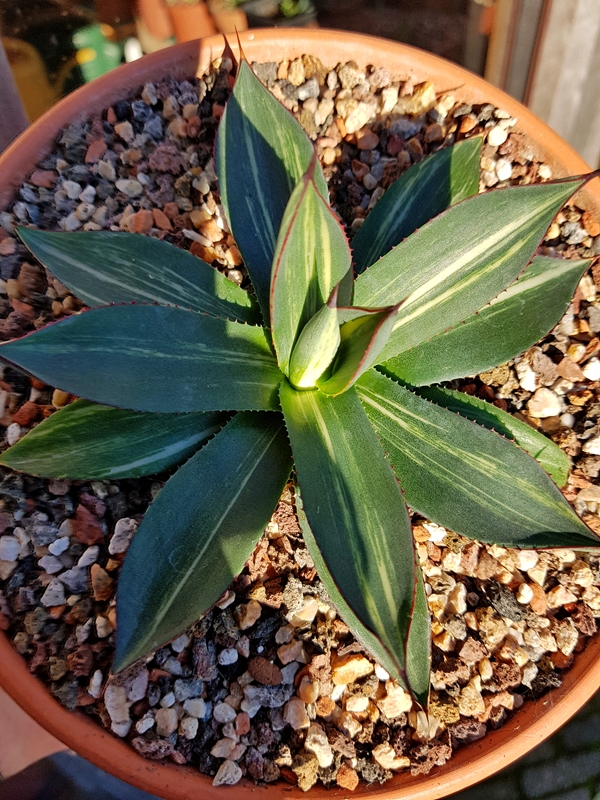 Agave 'Charity' @ Holland (S. van Dort) A sport of Agave 'Blue Ember'