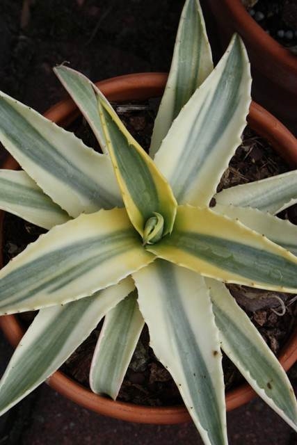 Agave 'Cornelius' mutant JLBG-002 @ PDN/JLBG (Avent)