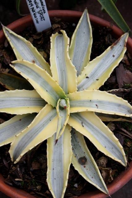 Agave 'Cornelius' sport JLBG-009 @ PDN/JLBG (Avent); sport discovered at Plant Delights; now deceased