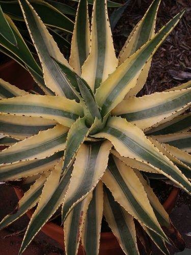 Agave 'Cornelius' @ PDN/JLBG (Avent)
