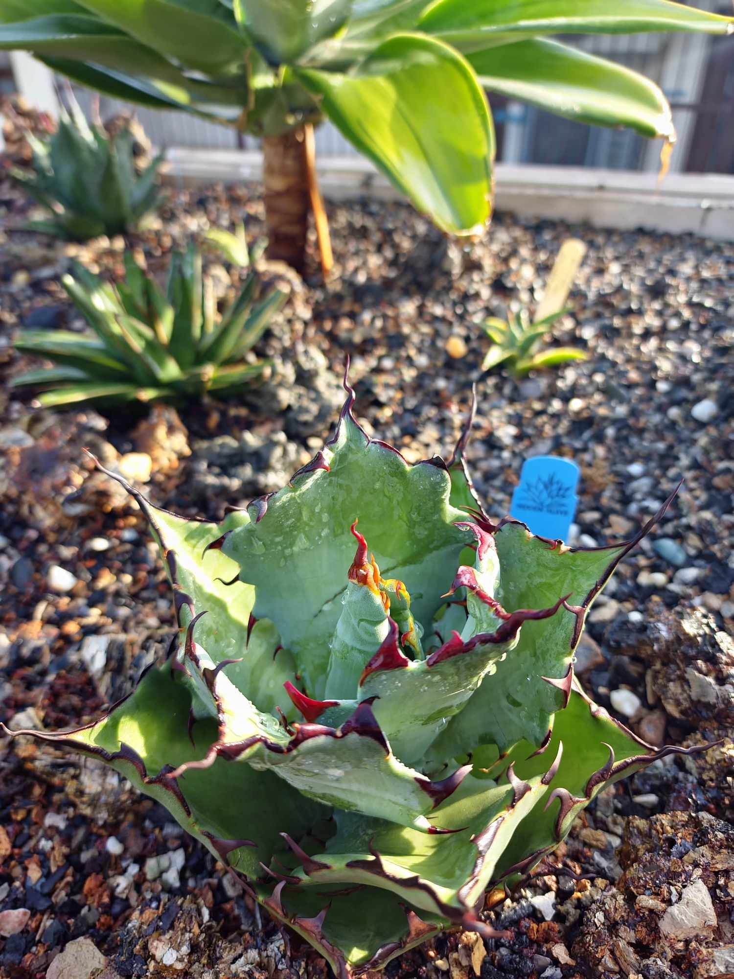Agave 'Dawn' (a muted variegated center of a Jeremy Spath cross of Agave titanota x Blue Glow) - variegation discovered by Harshdeep Singh (Harshdeep Singh)