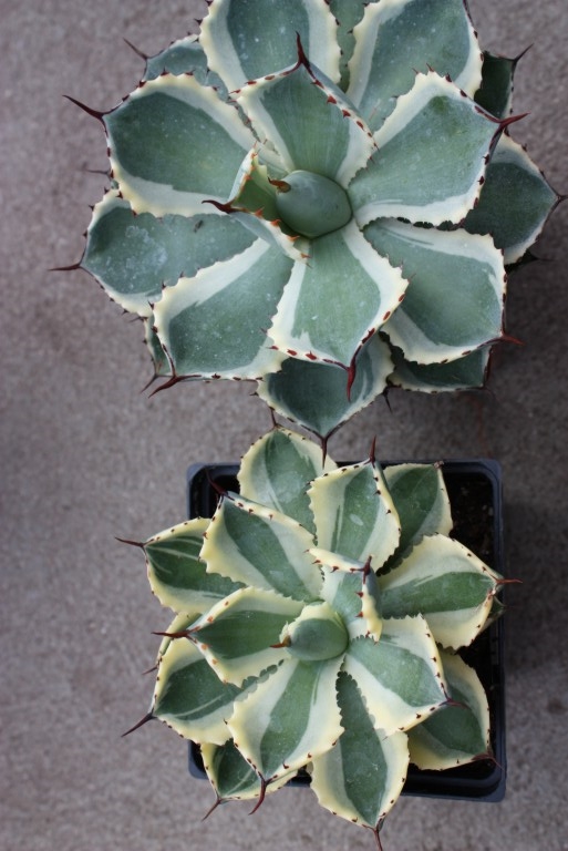 Agave 'Desert Diamond' (bottom)/Agave 'Kissho Kan' (top)  @ Walters Gardens (Hans Hansen)