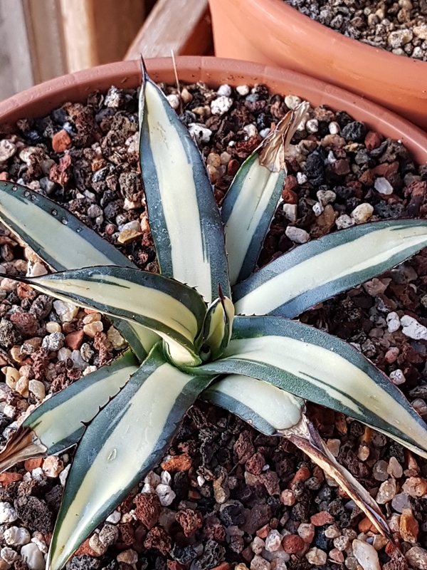 Agave 'Discovery' @ Holland (S. van Dort) A mutation of Agave 'Little Shark' (macroacantha x victoriae-reginae)