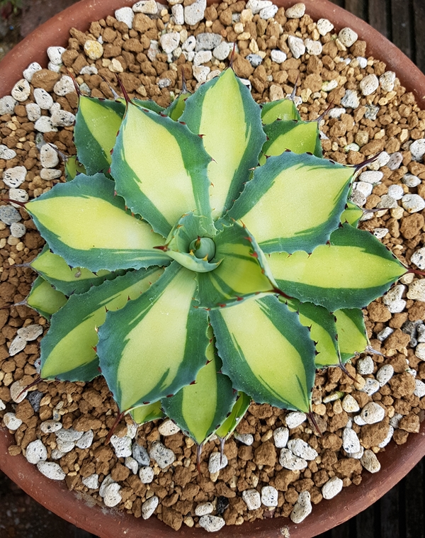 Agave 'Double Gold' @ Holland (S. van Dort) A sport of Agave 'Kissho Kan'
