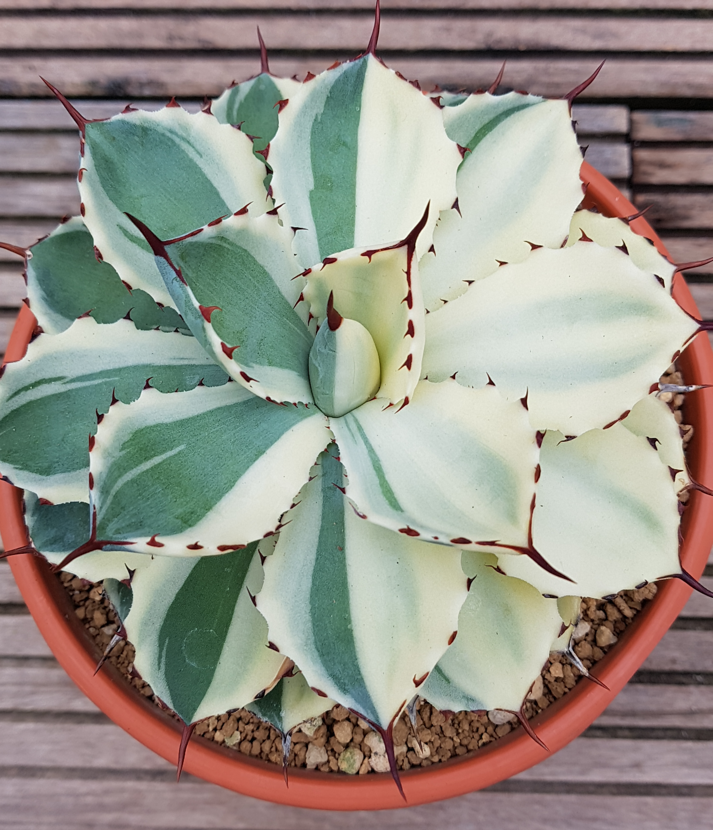 Agave 'Eyes of Anita' @ Holland (S. van Dort) A sport of Agave 'Kissho Kan'