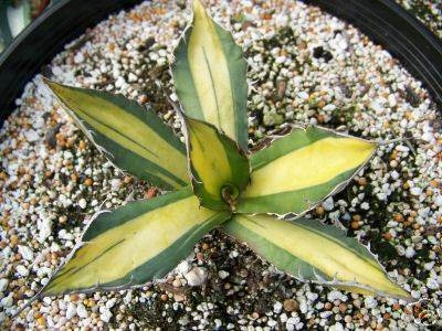Agave F 076 yellow center (Samuel Exotic Cactus); name?