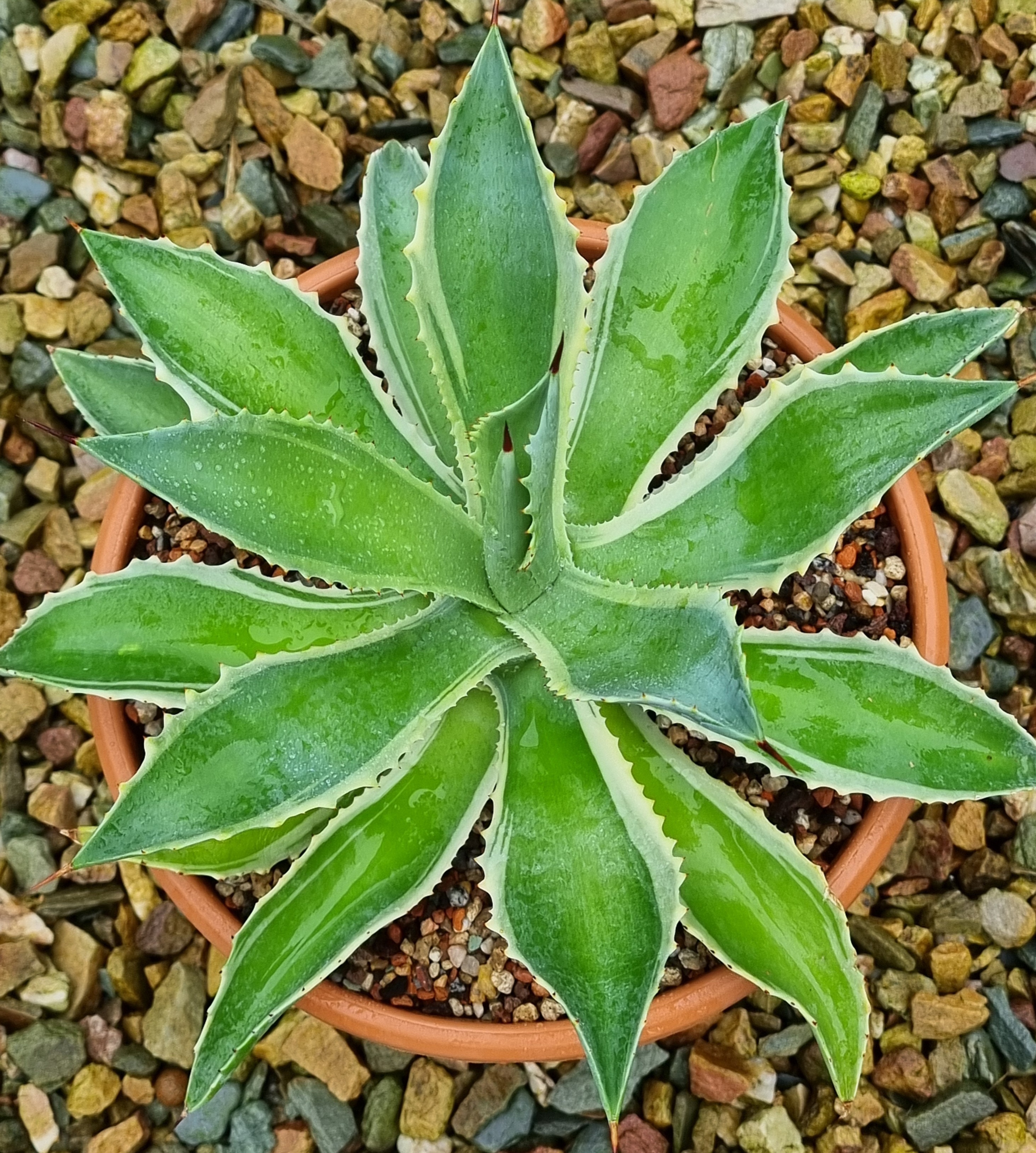 Agave 'Fancy' - a Thailand hybrid of Agave desmettiana x potatorum 'Blue Wind' (S. van Dort)