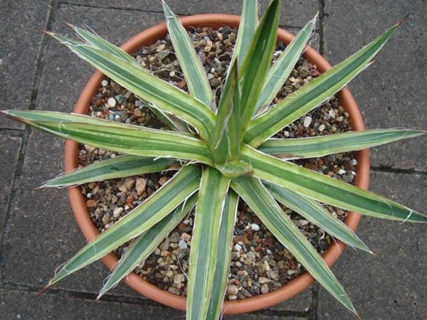 Agave filifera 'Starship' @ Holland (Stef van Dort)