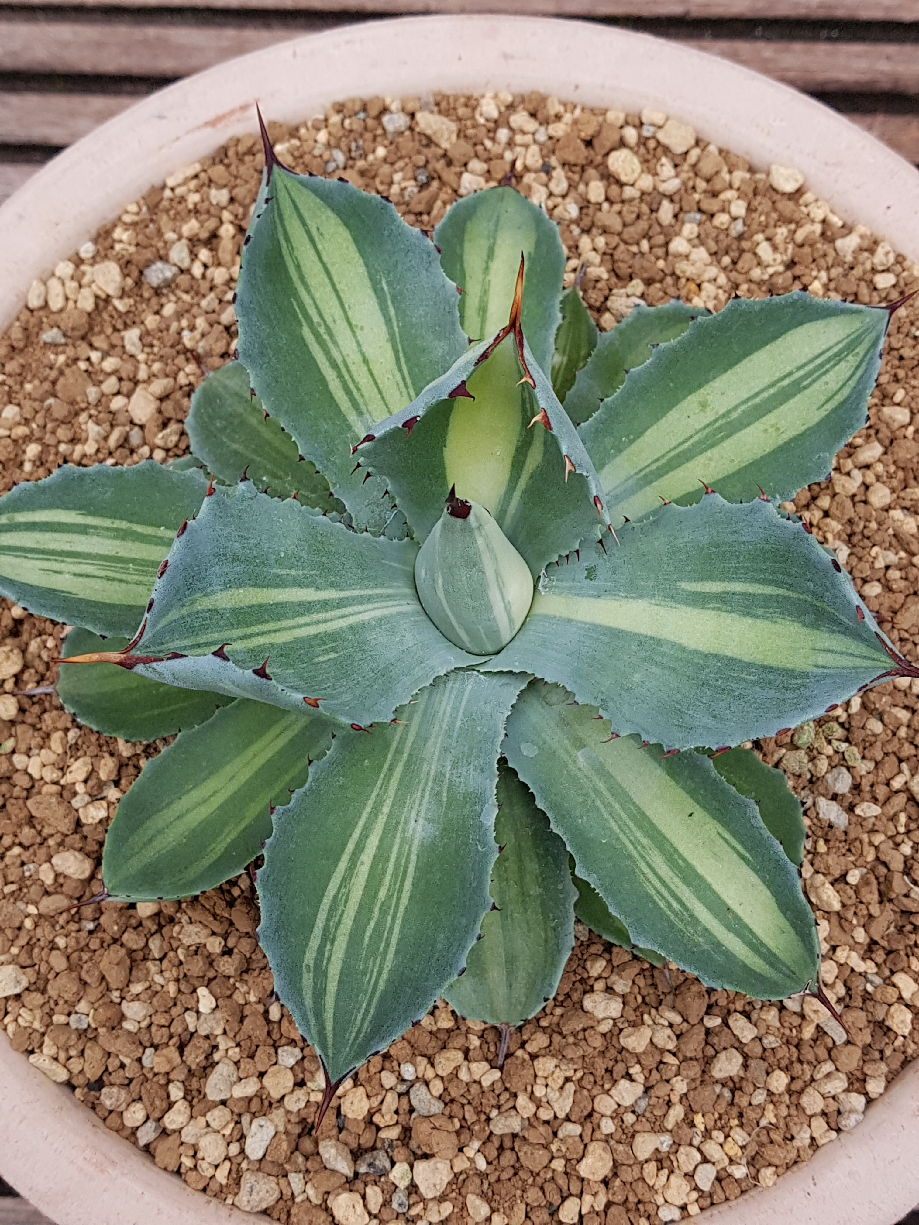 Agave 'Flight' @ Holland (S. van Dort) A sport of Agave 'Kissho Kan'