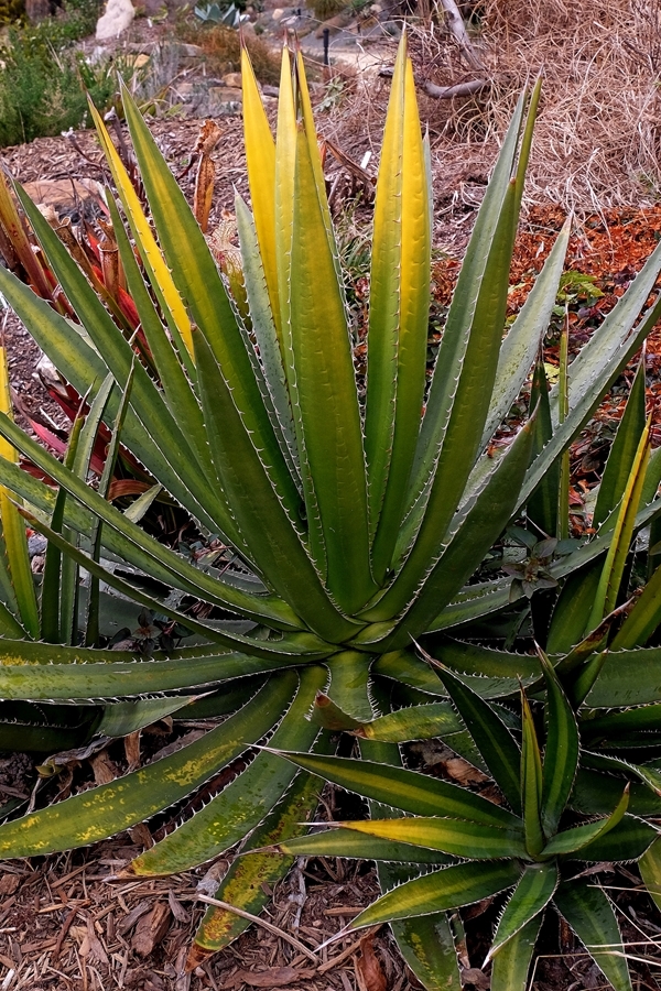 Agave lophantha 'Goldfinger' @ PDN/JLBG (Avent) Plant Delights seedling from Agave lophantha; color appears at the onset of cold weather