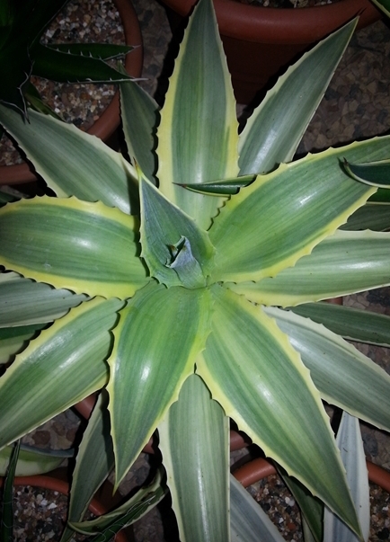Agave desmettiana 'Hurricane' @ Holland (S. van Dort); A sport of Agave 'Joe Hoak' 