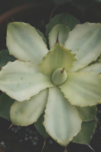Agave 'Kissho Kan' PDN gold sport @ PDN/JLBG (Avent)- discovered at Plant Delights (Avent)