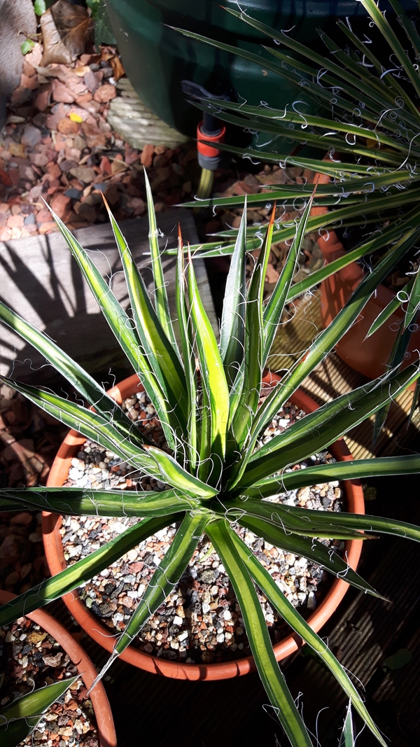 Agave multifilifera 'Langouste' @ Holland (S. van Dort)