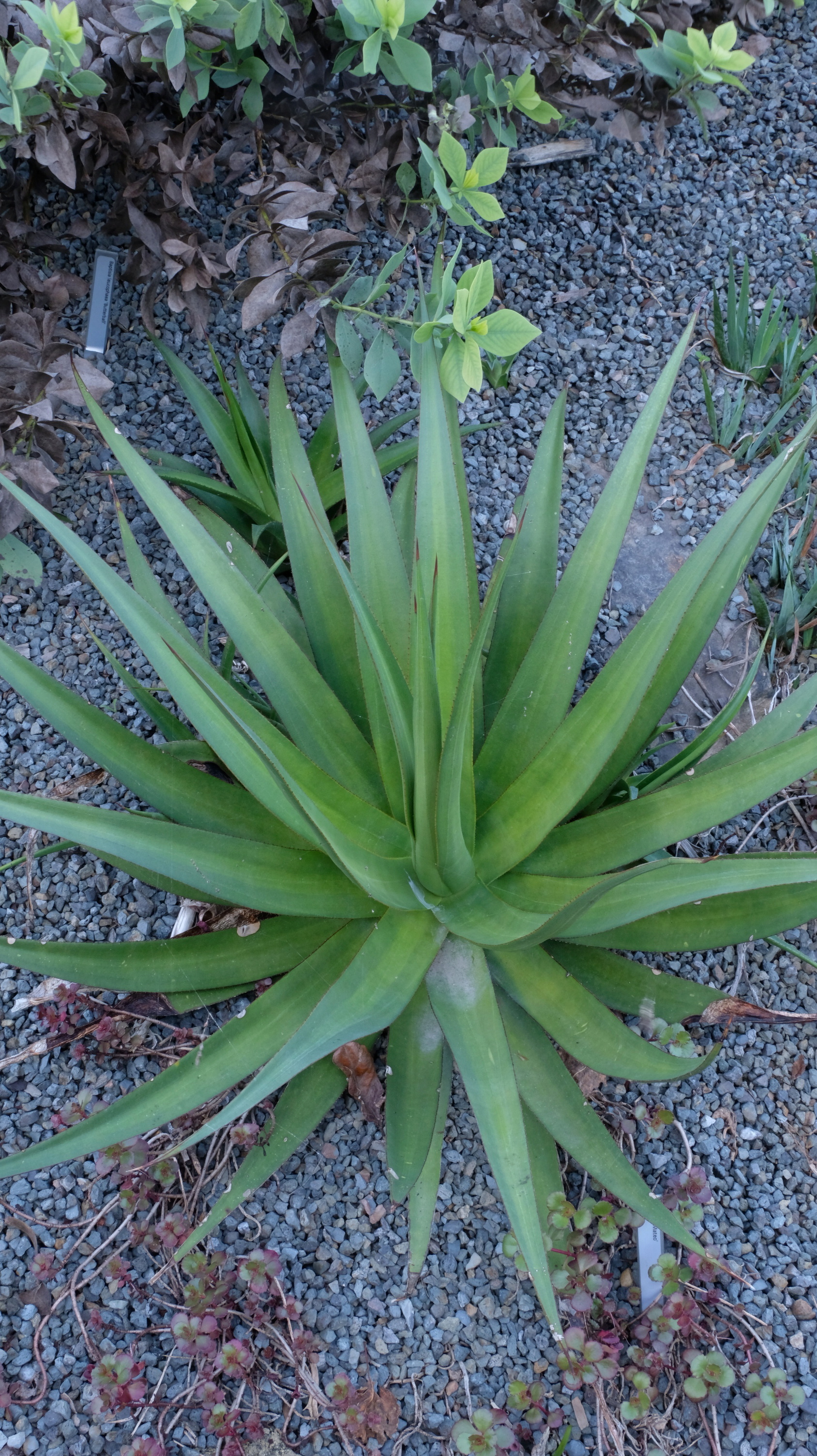 Agave x brachantha 'Mateo' @ PDN/JLBA - a hybrid of Agave bracteosa x Agave lophantha selected at named by Randy Baldwin of San Marcos Growers