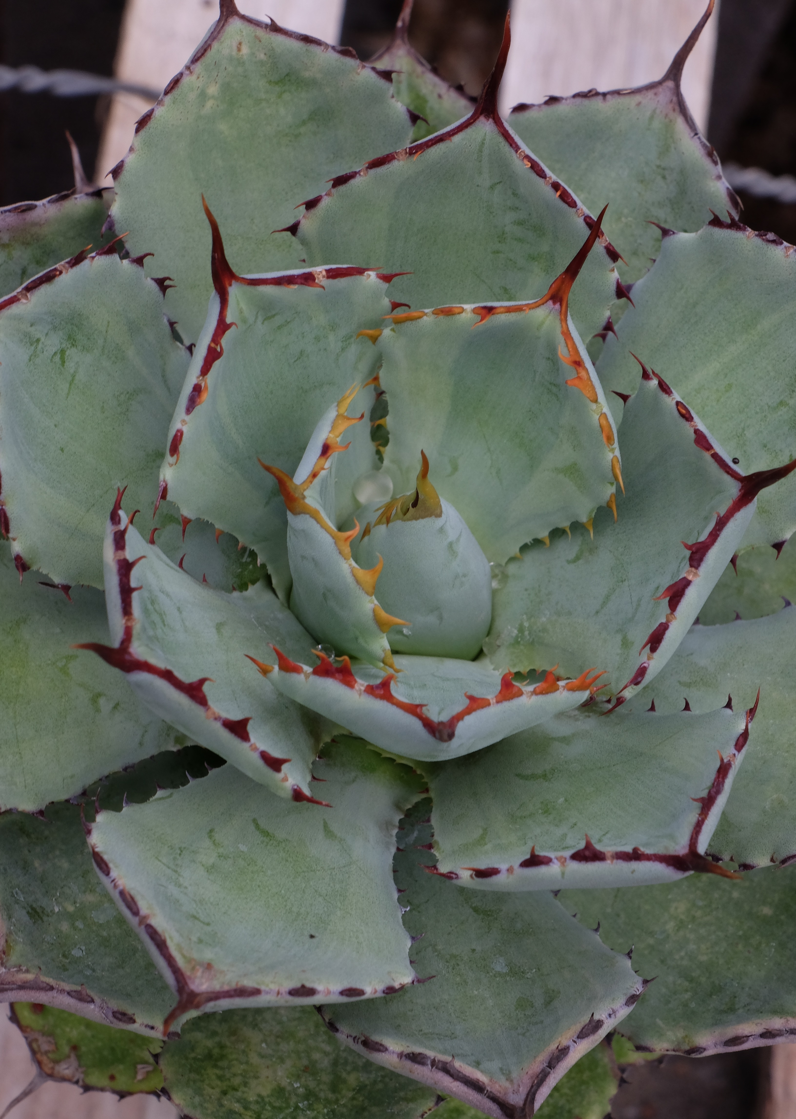 Agave 'Moon Shadow' @ JLBG - a sport of A. 'Kissho Kan ' possibly the same plant sold under the invalid name of 'Aurea'