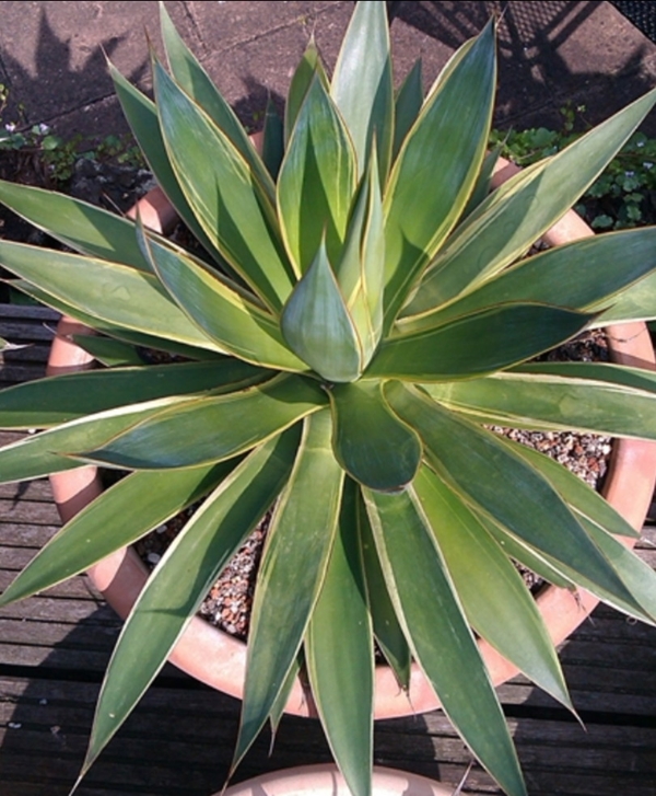 Agave 'Moonshine' @ Holland (Stef van Dort); An Agave attenuata hybrid with narrow gold margin and thin red border