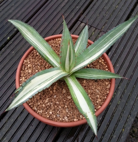 Agave chrysantha 'Red Nails' @ Holland (S. van Dort)