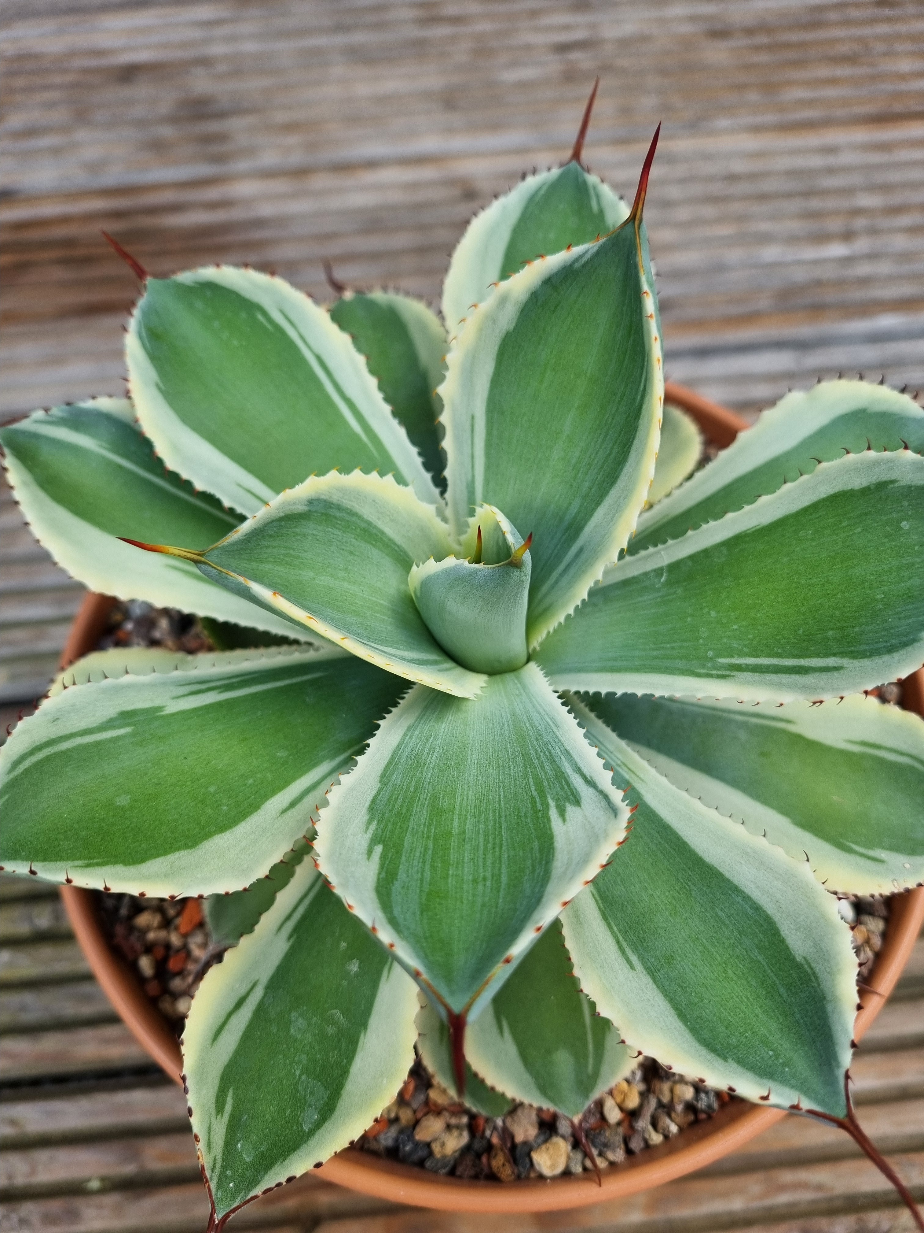 Agave 'Sunny Boy' @ Holland (S. van Dort) - discovered as a tiny tooth sport of Agave 'Kissho Kan'