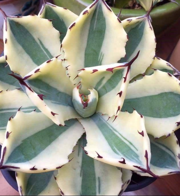 Agave 'Super Crown'  @ Holland (S.-van-Dort) An Agave 'Kissho Kan' sport