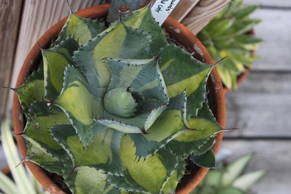 Agave 'Gabriel's Joy' (aka: Tradewinds sport) @ PDN/JLBG (Avent); discovered and introduced by Gabriel Avila, California, named in 2022