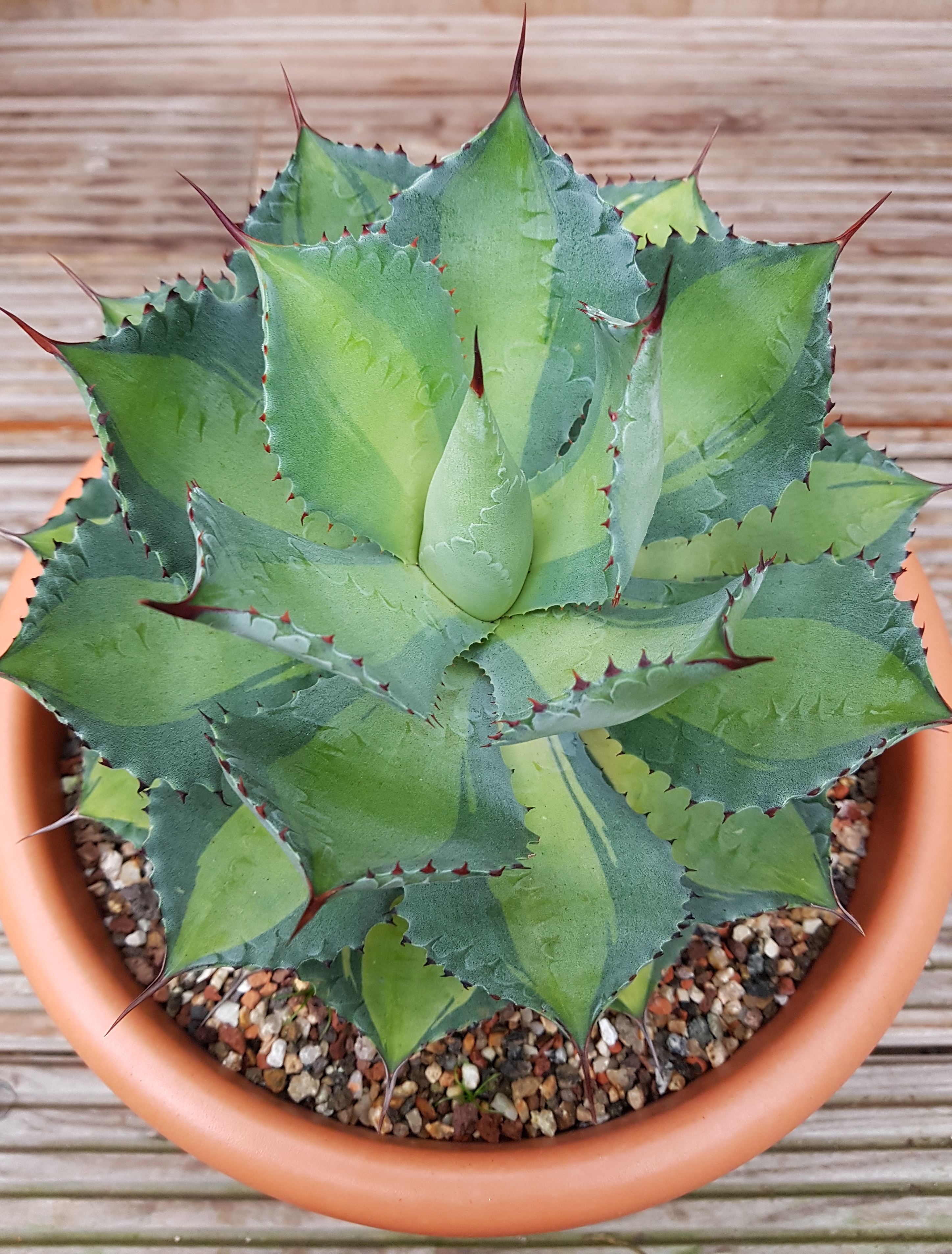 Agave 'Lago Majore' @ Holland (S. van Dort); A sport of Agave 'Tradewinds'
