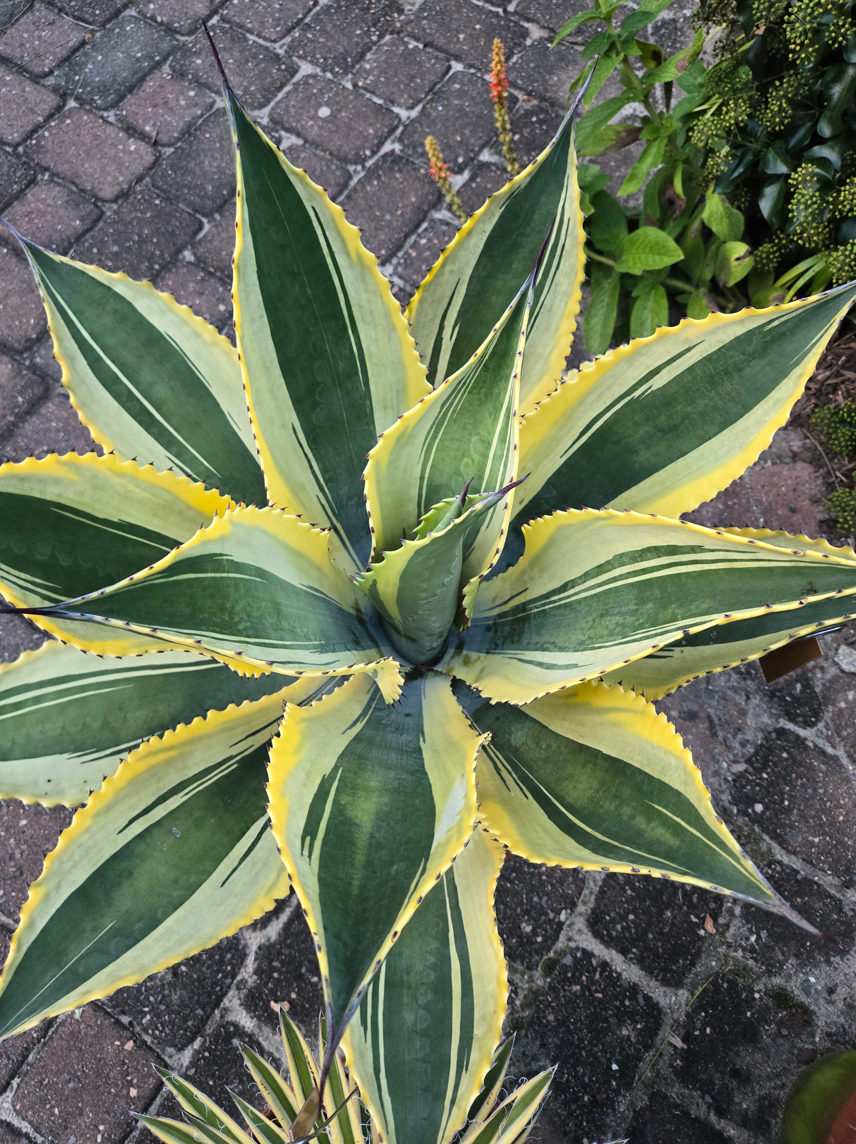 Agave 'Tripple Ripple' @ PDN/JLBG - a JLBG discovery of a wider margin, more yellow edged sport of Agave 'Ripple Effect'
