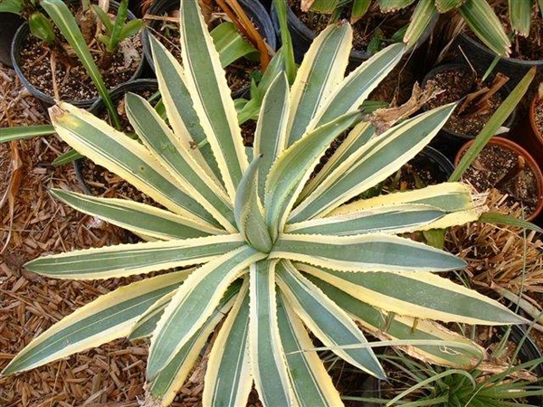 Agave 'Tropic World' (Rick Nowakowski)