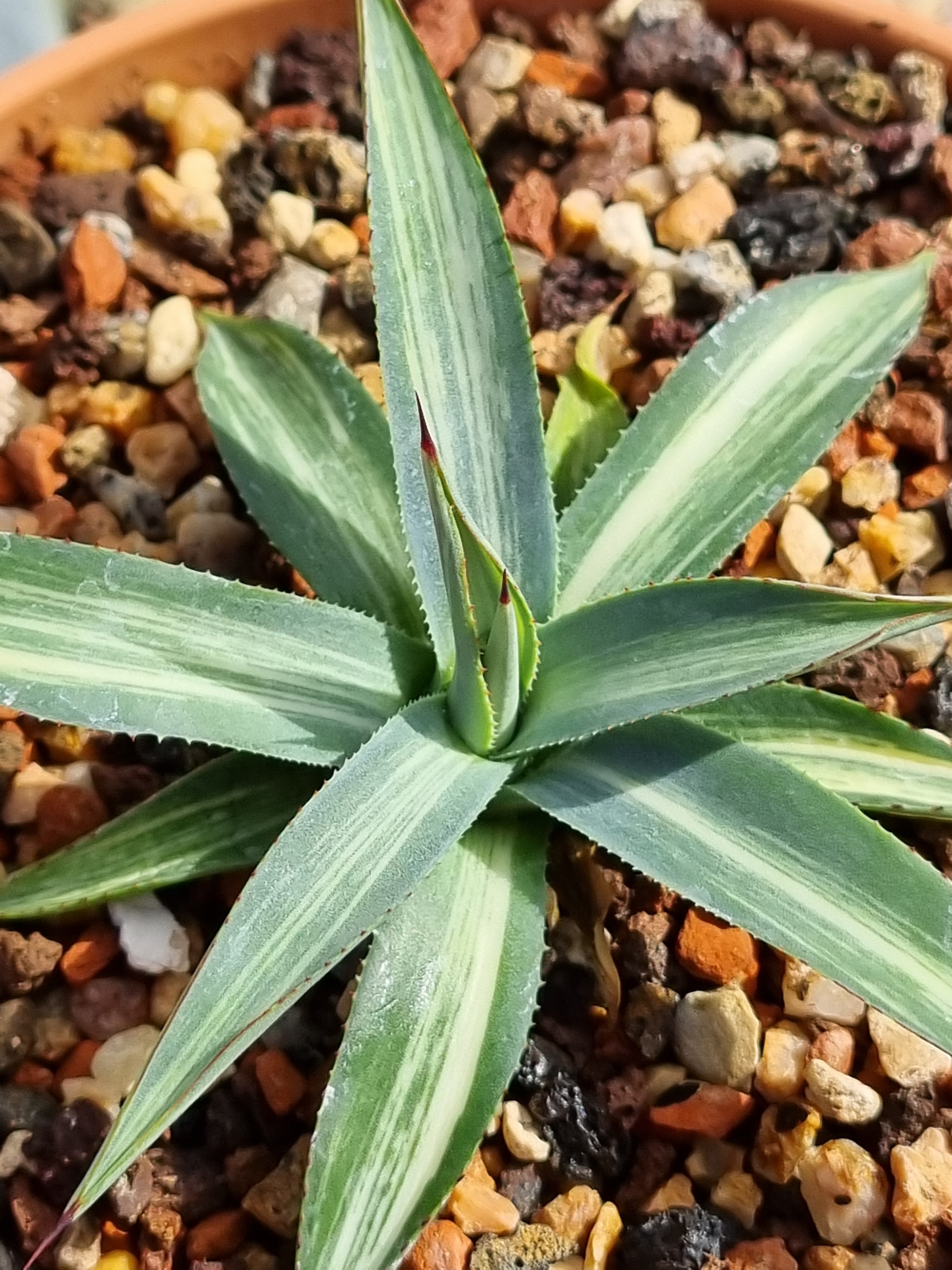 Agave 'Unchained' @ Holland (S. van Dort) - a sport of Agave 'Blue Ember'
