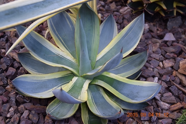 Agave mitis nova cream edge @ California (Avent); A Kelly Griffin creation: name?