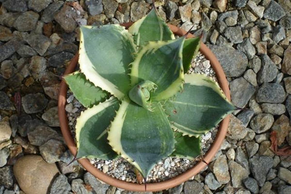 Agave mitis 'Marginata' not (Larry Weisel) - looks a bit like A. parrasana