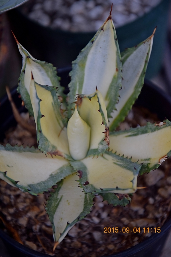 Agave mitis Nova white center @ California (Avent) A Kelly Griffin creation