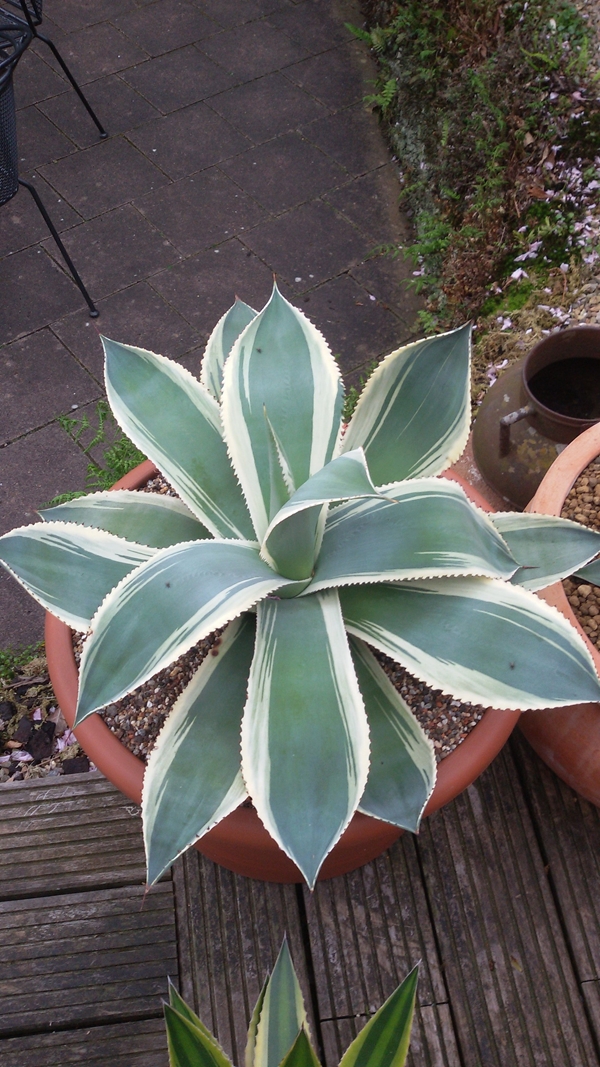 Agave mitis 'Push Up' @ Holland (S. van Dort)