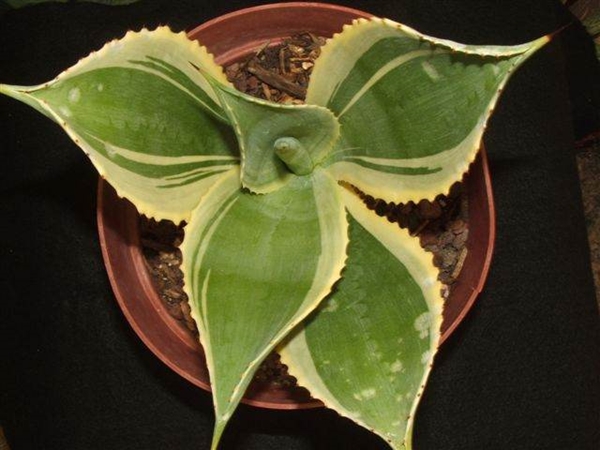 Agave mitis Super Wide (Rick Nowakowski) - whereabouts unknown after Rick's passing