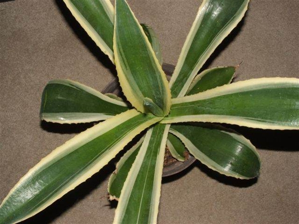 Agave mitis hybrid Marginata (Rick Nowakowski) - whereabouts unknown after Rick's passing