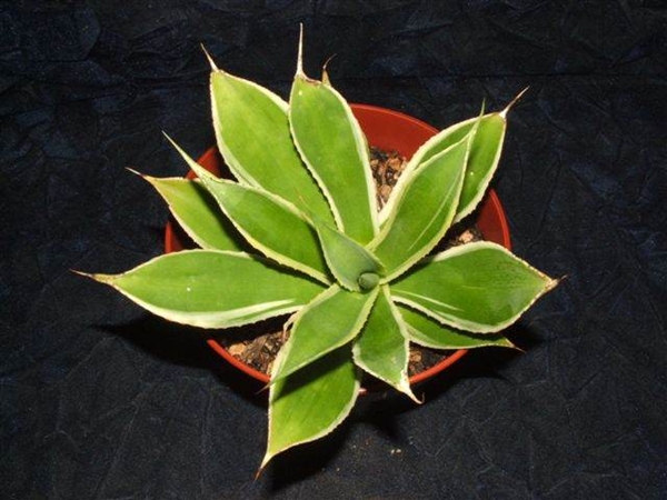 Agave mitis marginata Mini (Rick Nowakowski) - whereabouts unknown after Rick's passing