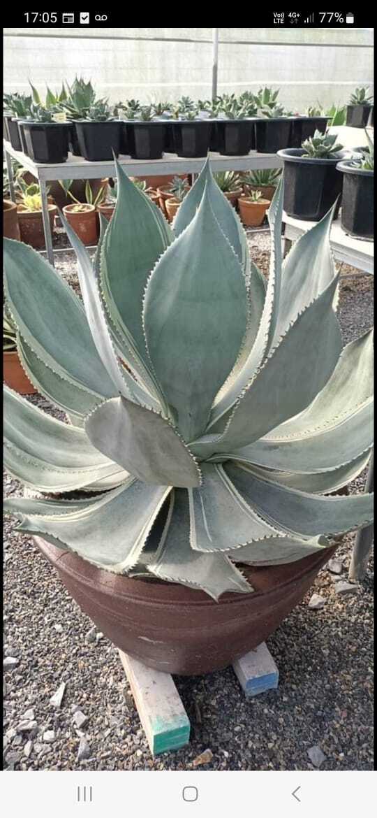 Agave celsii nova 'Push Up' (Tepchai Tippayachit)