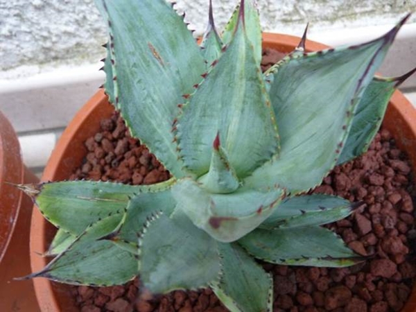 Agave mitis nova streaked (Paolo del Piano)