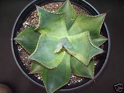 Agave mitis Nova yellow edge @ California (Tony Krock)