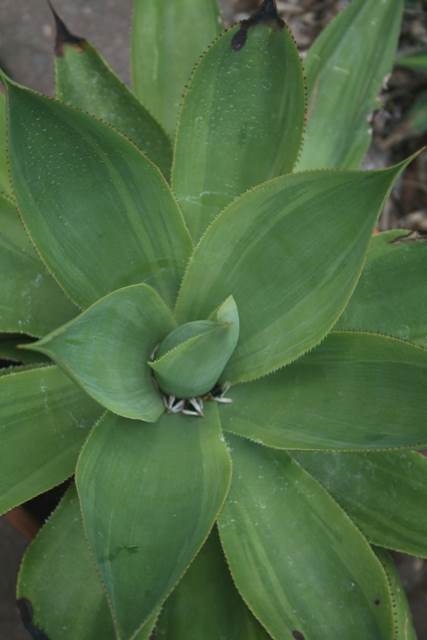 Agave mitis Nova Margined @ PDN/JLBG (Avent); not named