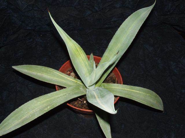 Agave franzosinii cf. 'Titan' variegata (Rick Nowakowski) - whereabouts unknown after Rick's passing