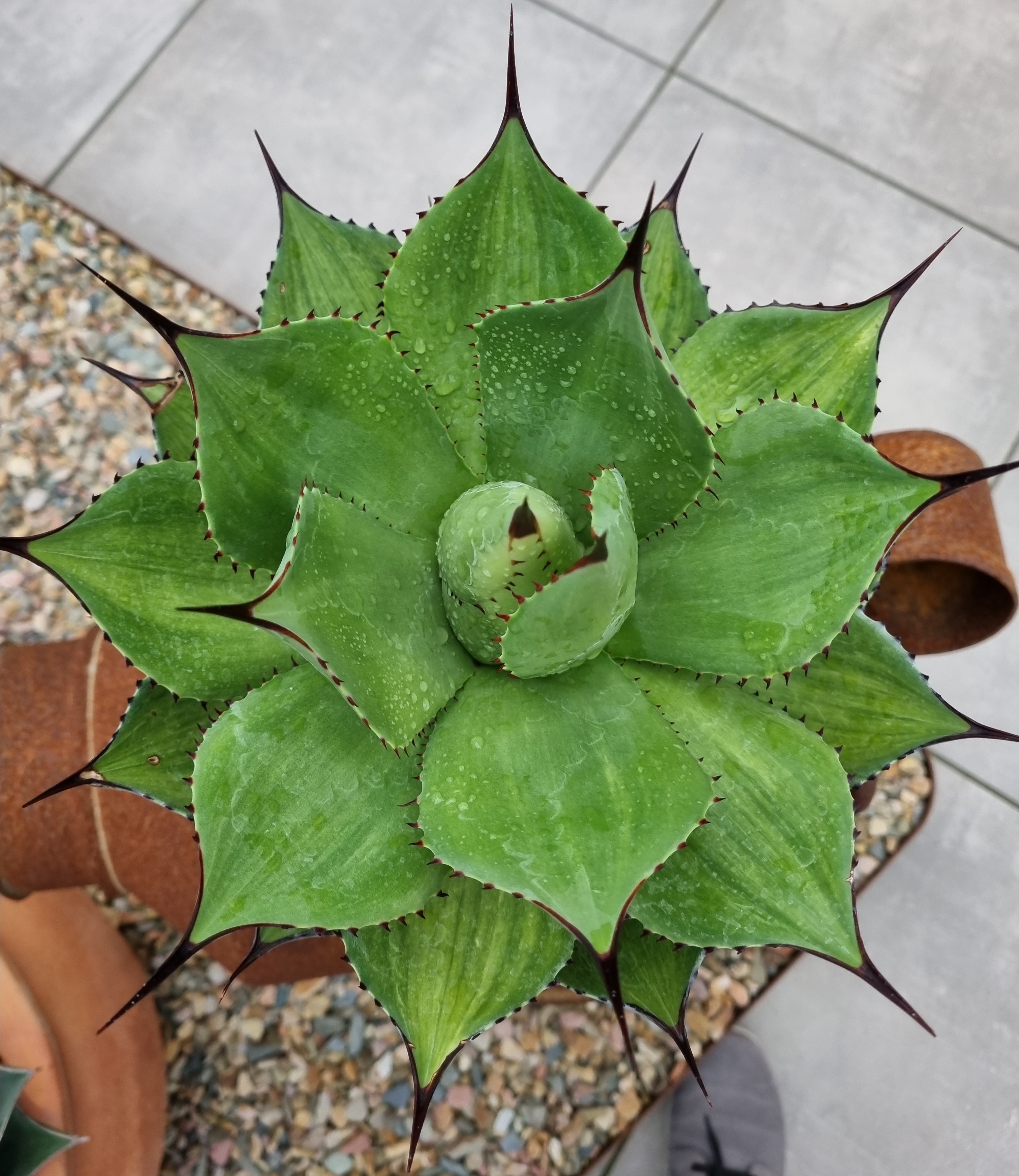 Agave chiapensis 'Limelight' @ S. van Dort Gdn, NL - (S. van Dort)