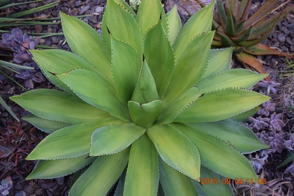 Agave chiapensis chartreuse center @ California (Avent) A Kelly Griffin creation; name?