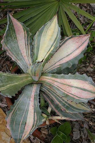 Agave colorata 'ColourBachs' @ Yucca Do,
 Texas (Yucca Do) - discovered and named by Yucca Do
