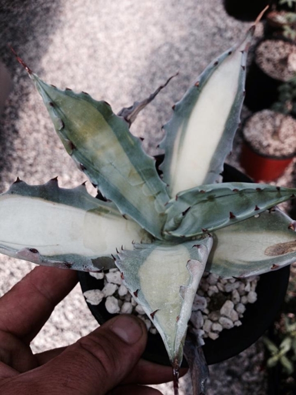 Agave colorata 'Medial Madness' @ California (T Krock)
