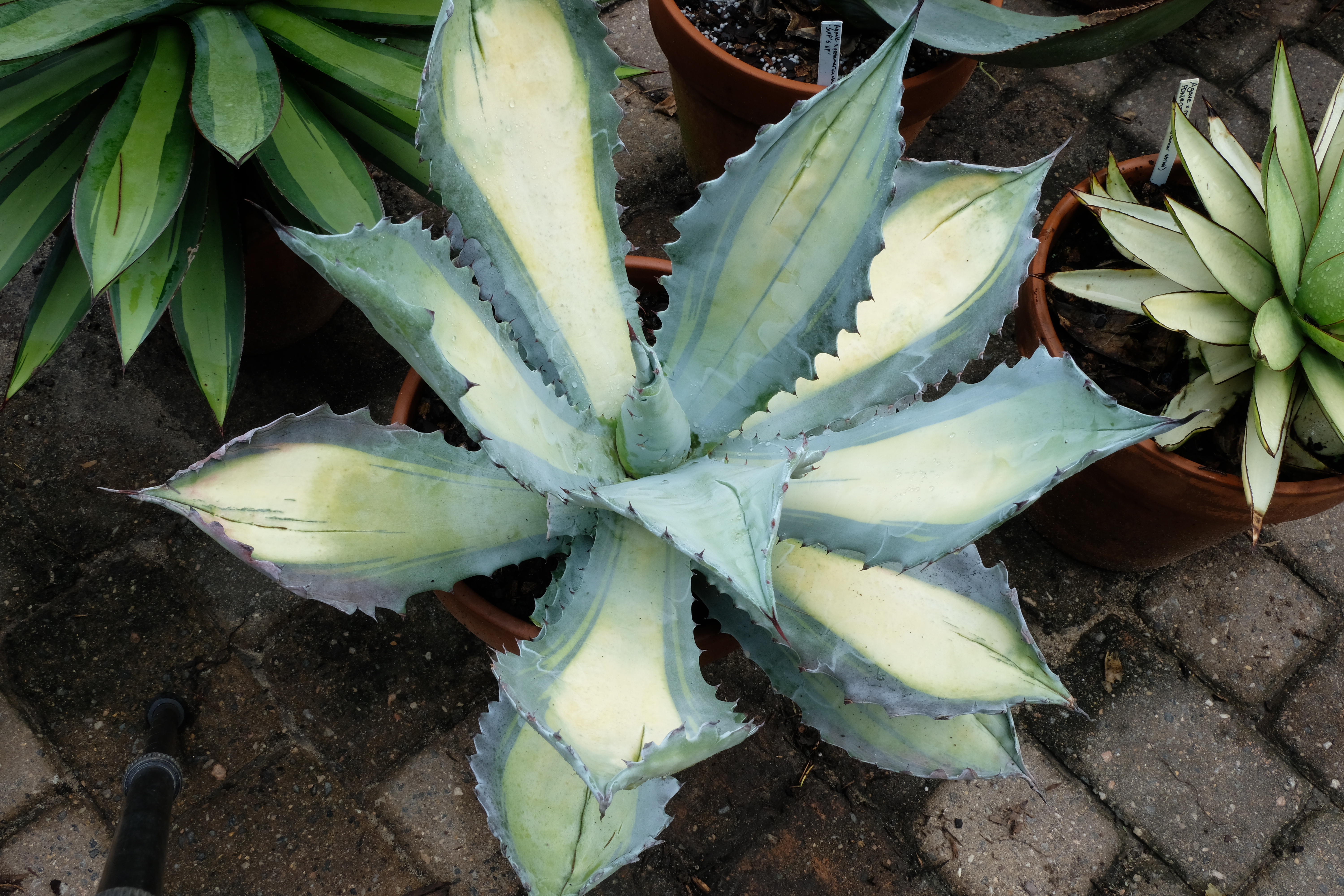 Agave colorata 'Misashibo' @ PDN/JLBG (Avent) - origin unknown