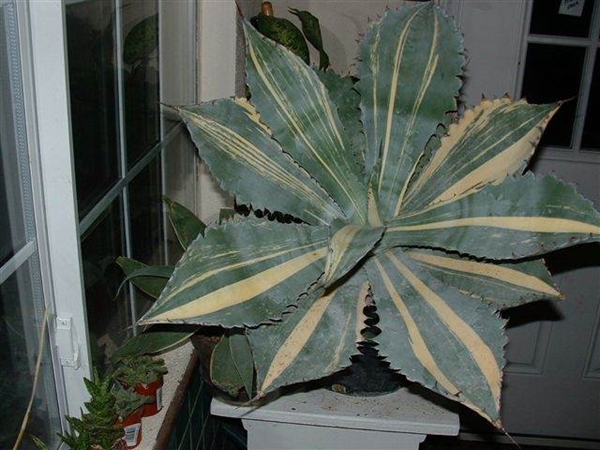 Agave colorata striate (Rick Nowakowski) never named; whereabouts unknown after Rick's passing